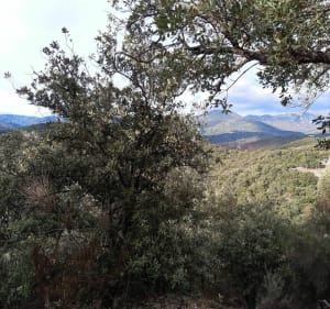 Petite rando de la Rodella - Amélie-les-Bains-Palalda - 5