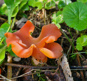 A la découverte des champignons à Grange Dessus - Granges-Narboz - 4