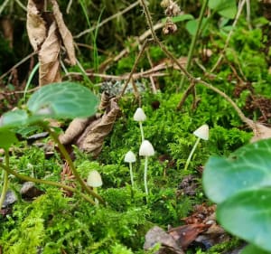 A la découverte des champignons à Grange Dessus - Granges-Narboz - 6