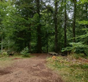 Parcours sylvatorium des capucines au Mont Dore - Mont-Dore - 4