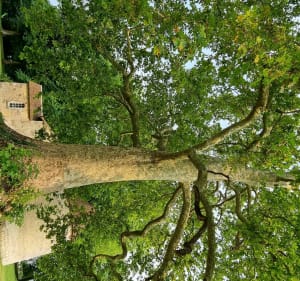 Jouy l'abbaye de Bannost - Bannost-Villegagnon - 3