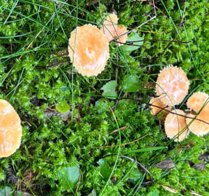 L'Arselle et la cueillette aux Champignongnongnon - Vaulnaveys-le-Haut - 4