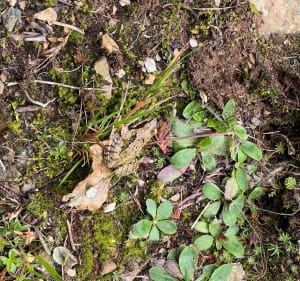 L'Arselle et la cueillette aux Champignongnongnon - Vaulnaveys-le-Haut - 5