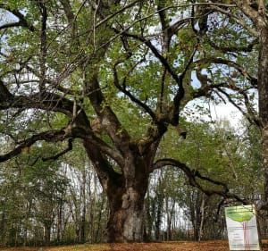 Le chemin de la reine Margot - Bagnols - 3