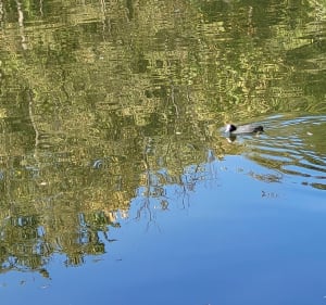 Forêt de Bondy et l'Etang Virginie - Coubron - 4