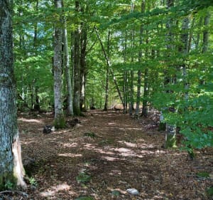 Circuit du Ruisseau de Gaschard - Magnat-l'Étrange - 4
