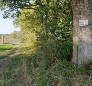 Autour de Bonrepos-sur-Aussonnelle par la voie romaine - Bonrepos-sur-Aussonnelle - 5