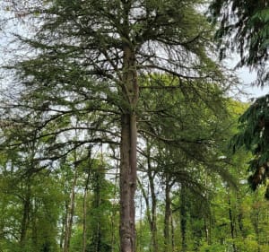Forêt d'Armainvilliers en passant par deux lacs - Gretz-Armainvilliers - 4