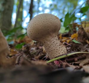 Sortie en famille en forêt de Phalempin - La Neuville - 3
