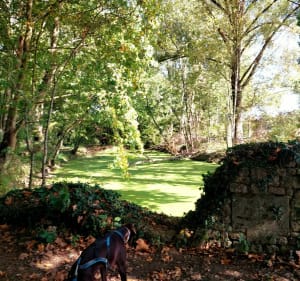 Mosnac et Malvy le long de la Charente - Mosnac-Saint-Simeux - 7