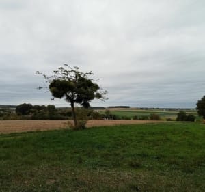 Entre champs et forêt autour de Louerre - Tuffalun - 5