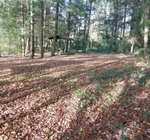 Bois des Rappes - Gerbéviller - 4