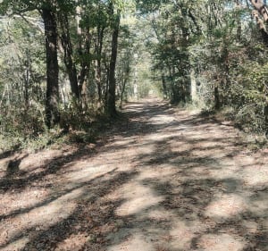 Balade en VTT à travers la forêt de Bouconne - Aussonne - 5