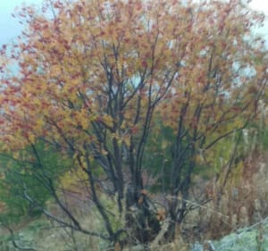 Le Mont Guillaume à Embrun - Francoise  - 3