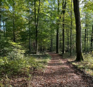 Col du Wiep depuis Mitschdorf - Gœrsdorf - 5
