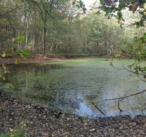 Petite sortie dans la forêt de Notre-Dame - Noiseau - 4
