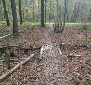 Petite sortie dans la forêt de Notre-Dame - Noiseau - 5