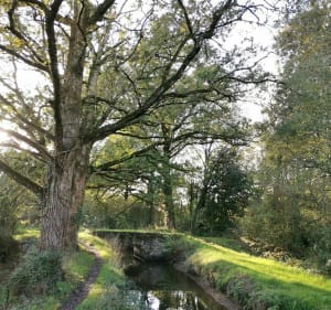 Sentier des arcades (partie 2/2) - Joué-sur-Erdre - 3