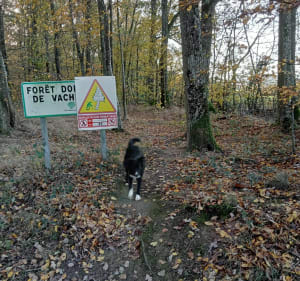Belle balade pour profiter de la nature en solitaire - Voussac - 3
