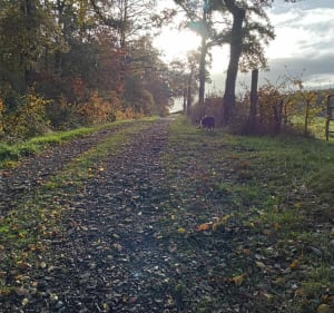 Belle balade pour profiter de la nature en solitaire - Voussac - 5