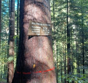 Montée au Grand Arvet et découverte de l'arbre président - Sallanches - 4