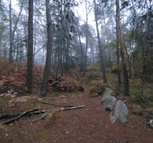Rochers des Princes - Fontainebleau - 5