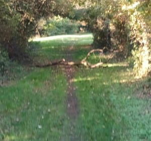 Auchy-les-Mines - Chemins et cavaliers - MICHEL - 4