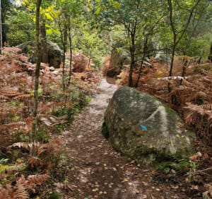 Randonnée Sud Fontainebleau vers rocher d'escalade Barbizon - Fontainebleau - 4