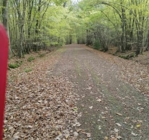 Forêt domaniale de Dreux - Sorel-Moussel - 4