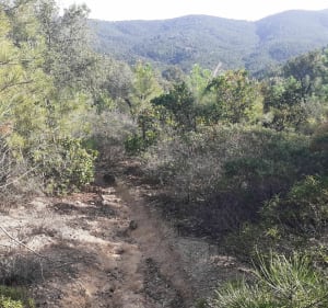 Balade vallonnée des arbousiers - Roquebrune-sur-Argens - 5