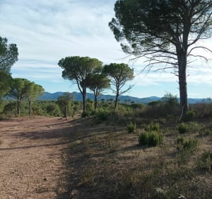Forêt de la colle du Rouet et ses grottes - Le Muy - 3