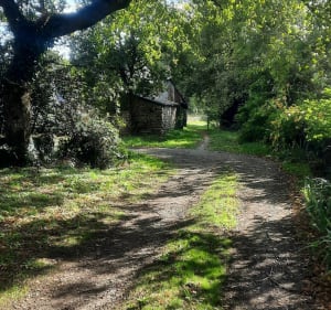 Balade dans la forêt de Vigneux de Bretagne - Vigneux-de-Bretagne - 2
