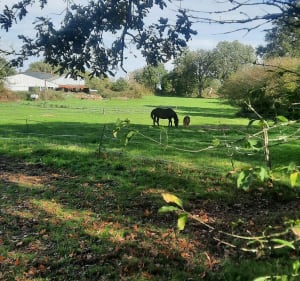 Balade dans la forêt de Vigneux de Bretagne - Vigneux-de-Bretagne - 3