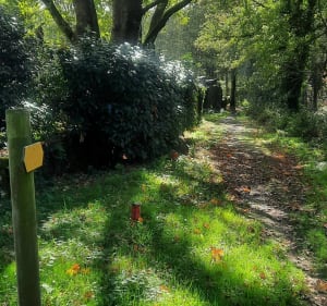 Balade dans la forêt de Vigneux de Bretagne - Vigneux-de-Bretagne - 5