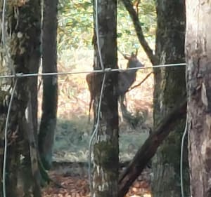 Ballade sur le sentier le Tré de Saint-Flix depuis Villeneuve - Sillars - 3