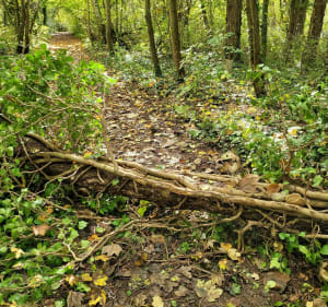 Belle balade en forêt - Laines-aux-Bois - 3