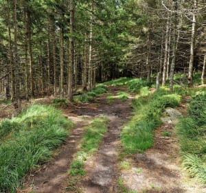 Klim naar de Puy de Sancy aan de Chastreix-zijde - Chastreix - 4