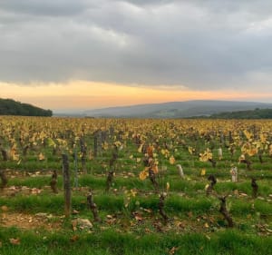 Grande boucle dans les vignes entre Saône-et-Loire et Ain - Simandre - 3