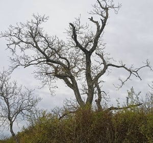 Avant la pluie à coté de Rambervilliers - Rambervillers - 3