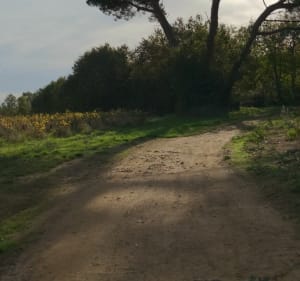 Les environs de Saint-Philbert et la Boulogne à VTT - Saint-Philbert-de-Grand-Lieu - 5