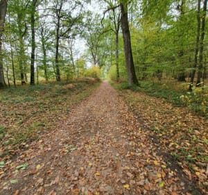Dans le calme de la forêt de Poigny - Poigny la Forêt - 4