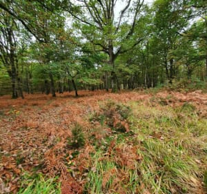 Dans le calme de la forêt de Poigny - Poigny la Forêt - 5