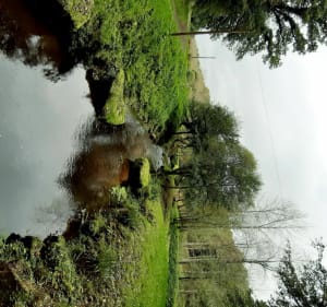 Vic Le bois de la perche - Quintin - 3