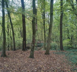 Entre champs et bois au sud-est d'Amiens - Amiens - 4