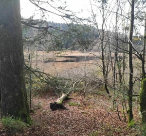 Étang Machey, Lac de Blanchemer, Rainkopf et Rothenbachkopf - La Bresse - 3