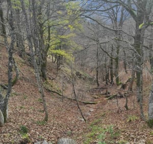 Étang Machey, Lac de Blanchemer, Rainkopf et Rothenbachkopf - La Bresse - 4
