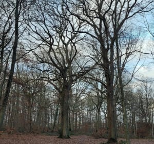 Quartier du Taillis et forêt - Yerres - 3