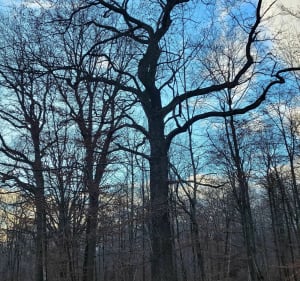 Quartier du Taillis et forêt - Yerres - 5