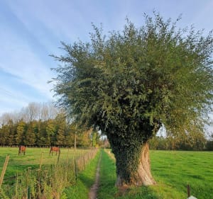 Le sentier de la Ternoise en variante période de chasse, dans la forêt d'Hesdin - Hesdin - 3