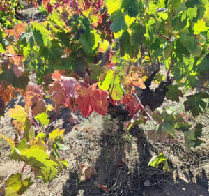 De Leucate Semafoor - Leucate - 4